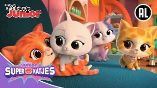 🐈 Vrolijke Katjesdag! | Super Katjes | Disney Junior BE