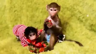 Обезьянка Люся делит со Степкой подарки: МНЕ! МНЕ! МНЕ!…..