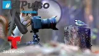 El Pulso | Squirrel shooting a bird: the Photoshop battle | Telemundo