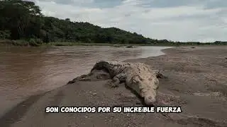 Mundo de cocodrilo
