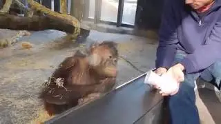 как смеётся обезьяна