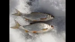 чебак бомбит!