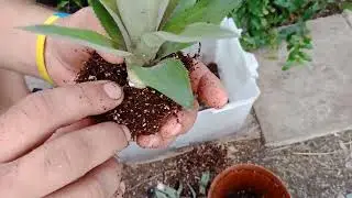 Перевалка ананаса 🍍.