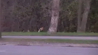 Fox! - Oct 25 2014