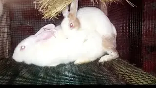 Super rabbit mating. #rabbitfarming #rabbitmating #rabbitbreeding #shorts #animalmating