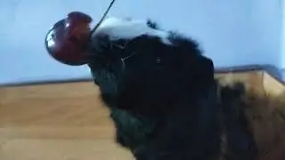 Funny guinea pig eating cherry funny😁😁 ПРИКОЛ МОРСКАЯ СВИНКА СМЕШНО ЕСТ ЧЕРЕШНЮ