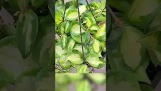 Home Depot Plant Shopping 🌿 Part 3 