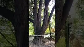 10 сфирот 