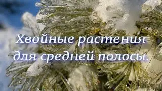 Хвойные растения для средней полосы. Питомник растений Е. Иващенко