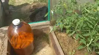 Капельный полив