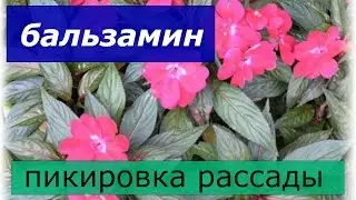 БАЛЬЗАМИН пикировка рассады.