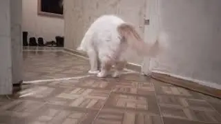 Нападение белого демона на кругляшку.