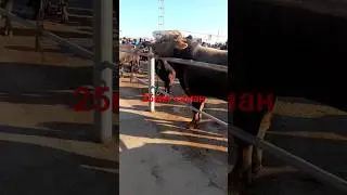 мол бозор эшбексатор 31 03 2024