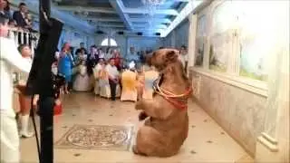 Медведь на свадьбе!!! Сюрприз для невесты!