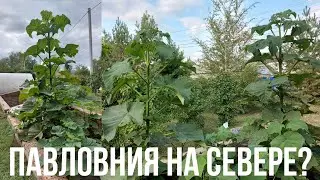 Растёт ли Павловния в северных условиях / Обзор Павловнии