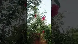 mo bari phola mo ବଗିଚା