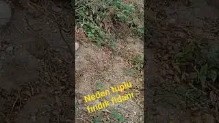 tüplü fındık fidanı ile açık kök fındık findani gelişim hızı #gentasol hayvan gübresi farkı