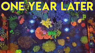 100 g reef tank | november, 2022 |  декорации для морского аквариума | срк | кораллы