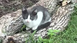 The cats are testing you