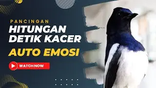 Kacer Gacor NGEPLONG tarung ini paling AMPUH buat PANCINGAN KACER agar EMOSI