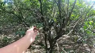 PAANO MAGBUBUNGA NG MARAMI ANG TANIM NA KALAMANSI l AUGUSTO FAJARDO