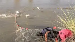 Fishing || Fish Hunting video || Fish catches with Net in Pakistan