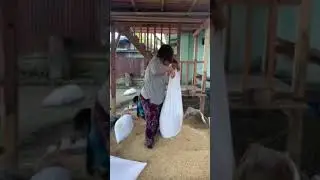 Nuamcing Mothak kisinna  November 2019