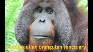 Feeding at an orangutan sanctuary