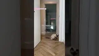 Jerrie vs Invisible wall 🐾 Cuteness overload 🤣🙈