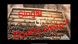 Beekeeping:  Single or Double Deep?