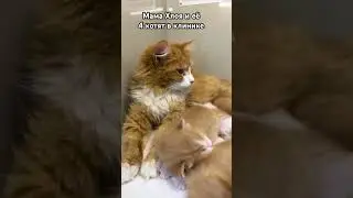 Кошечке сдали анализы, котенку сделали УЗИ