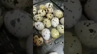 Два птенца из одного яйца!