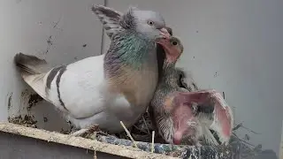 The parents are not feeding the chick, what should I do?