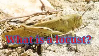 Locust...What is a locust? Information about the Locust s.