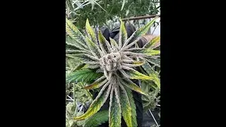 Perpetual Harvest is in Full Swing