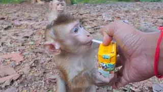 Giving milk to Abandoned Carlo. Shakira hungry too and try to request milk from me