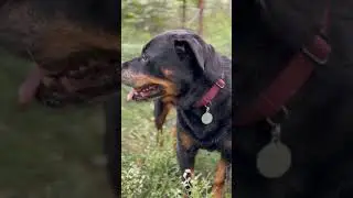 Ротвейлер Эля прогулка по Питерский лесам!
