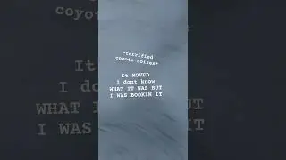 TERRIFIED COYOTE VOCALS