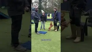 Puppy Group Class 👶🐶 with Fletcher & Mimi