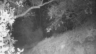 Coyote Oak Canyon!