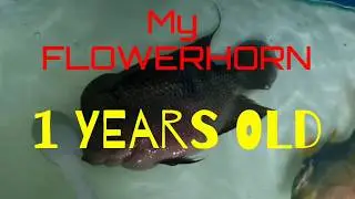 My FlowerHorn. 1 Years Old...