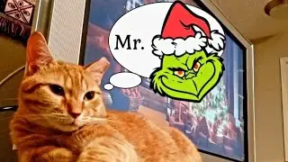 Ginger Tabby Cat Trying To Get Into The Christmas Spirit, Will Mr. Grinch Ruin His Christmas?