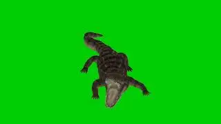 Crocodile green screen animation sound effects with different angles|Editor G