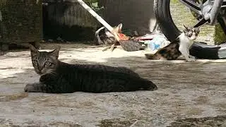 MAMA KUCING MANTAU PERGERAKAN ANAKNYA YANG LAGI MAIN
