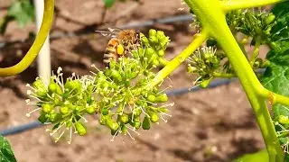 The best way to preserve a bunch of grapes lying on the soil