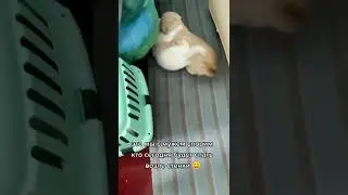 СМЕШНЫЕ КОТЫ