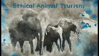 Express Publishing,Evans V., Dooley J.,Obee B. Excel for Kazakhstan. Grade 9. Ethical animal tourism
