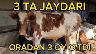 JAYDARI BUQALAR 3 OYDA QANCHA QO'SHDI.