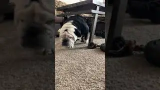Guilty English Bulldog