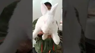 Новозеландский белый кролик